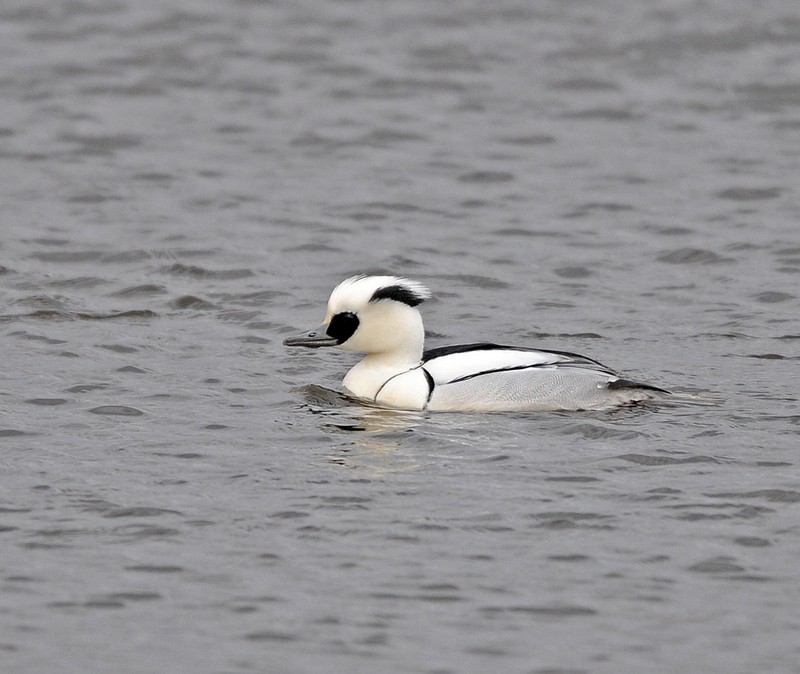 Smew