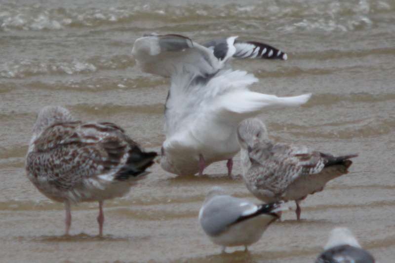 Slaty-backed Gull