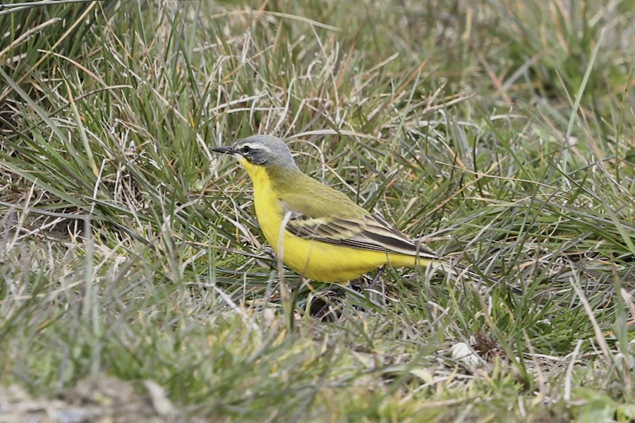 Blue-headed Wagtail