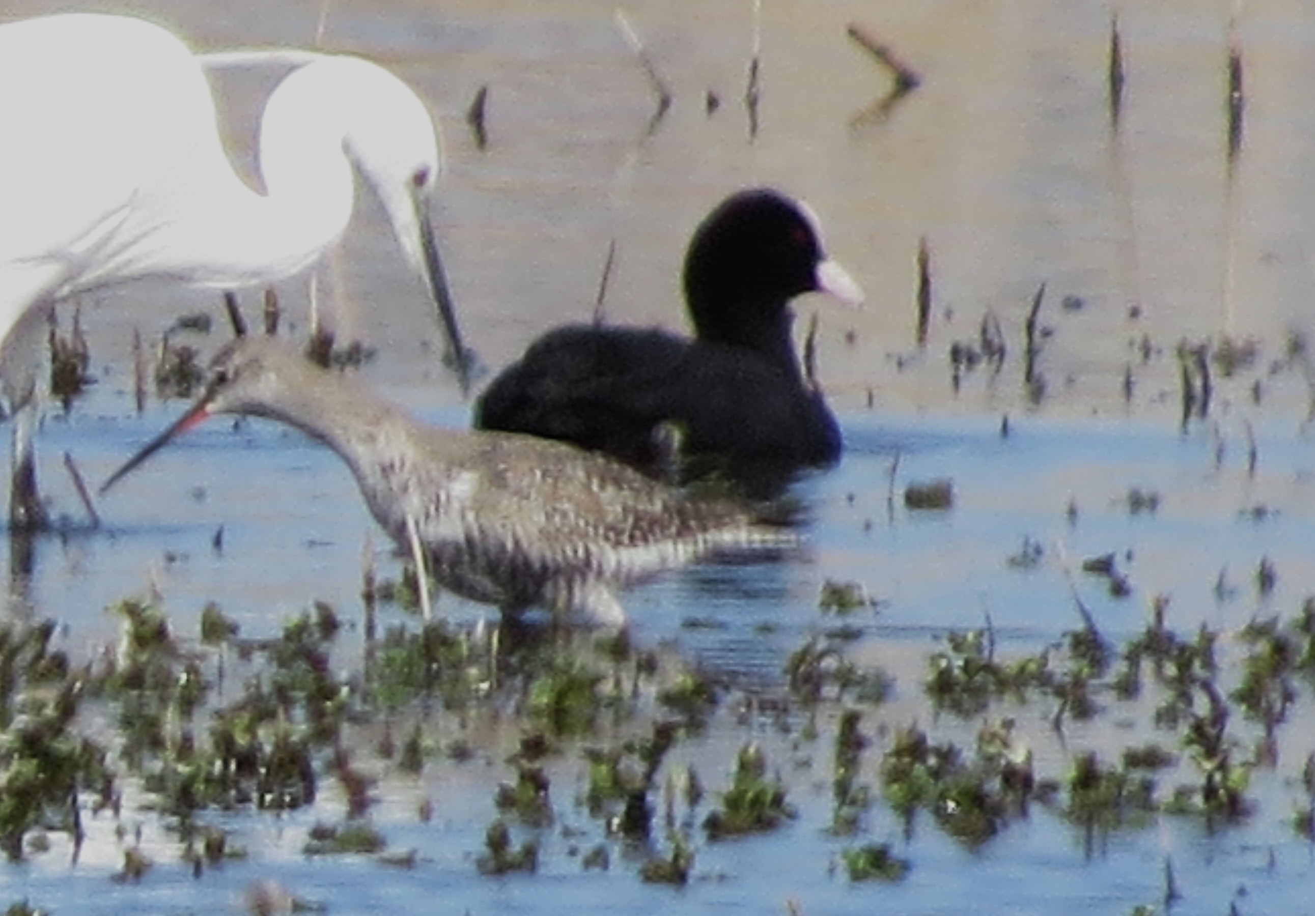 Spotted Redshank