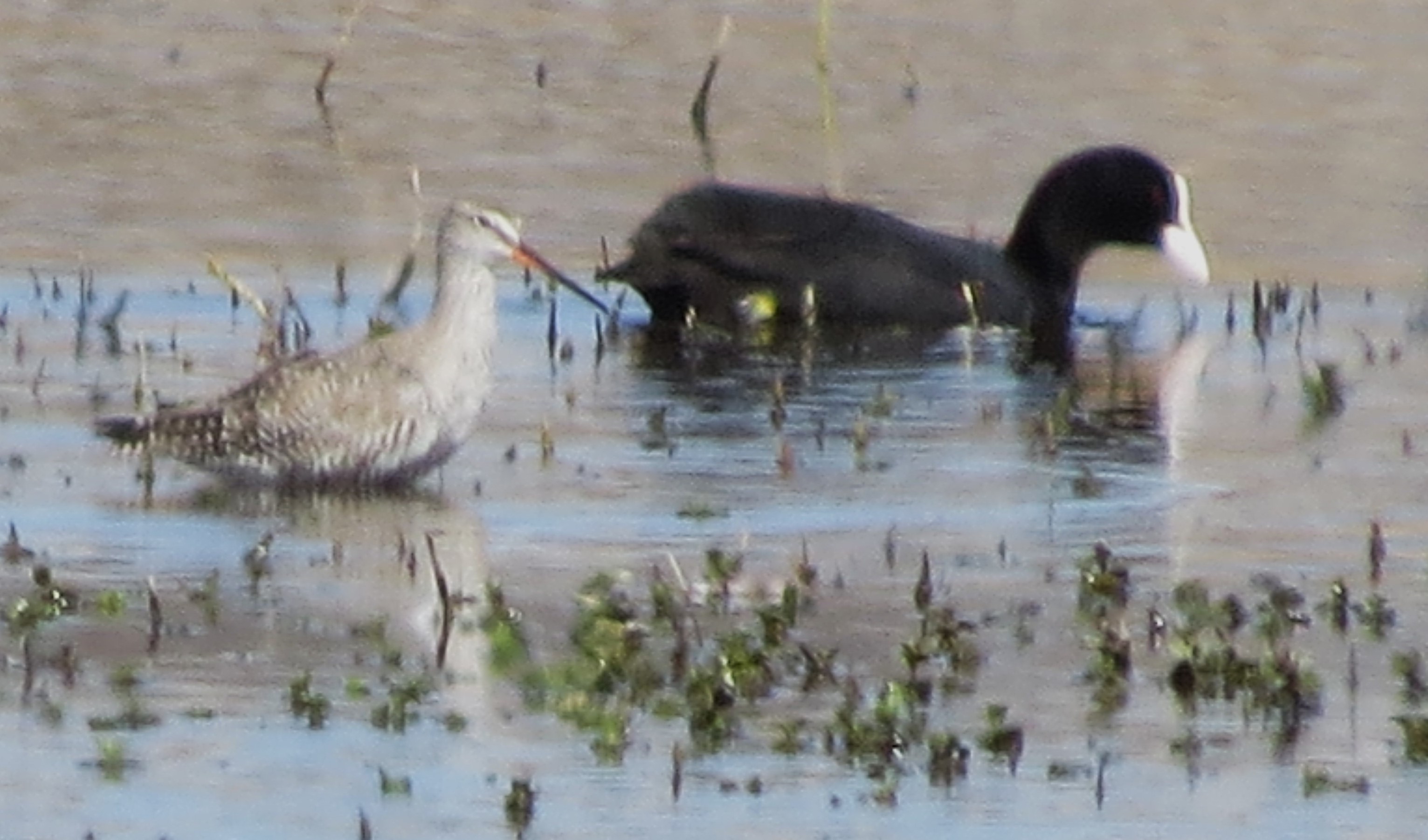Spotted Redshank