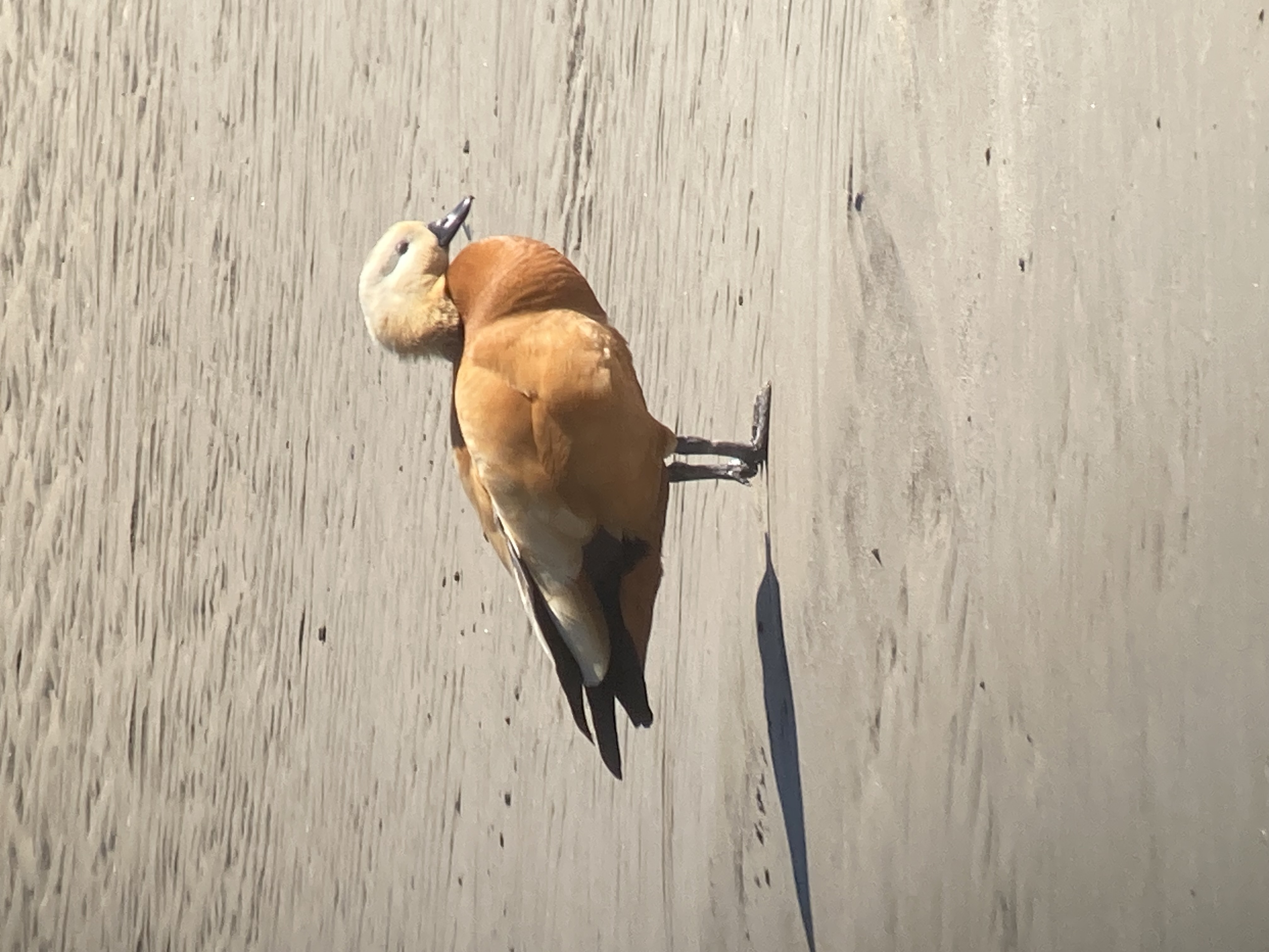 Ruddy Shelduck