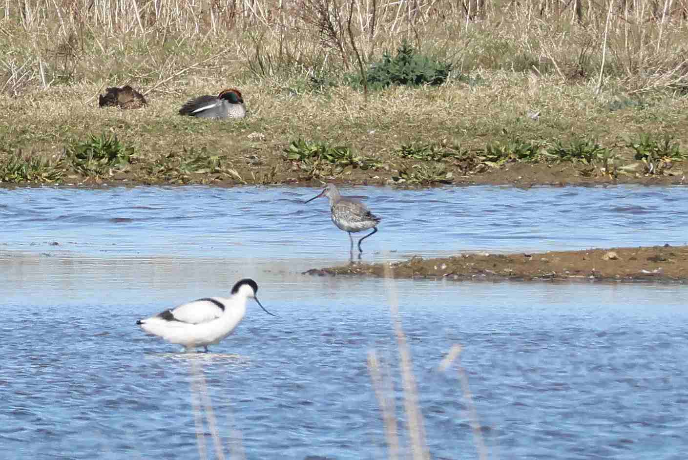 Spotted Redshank