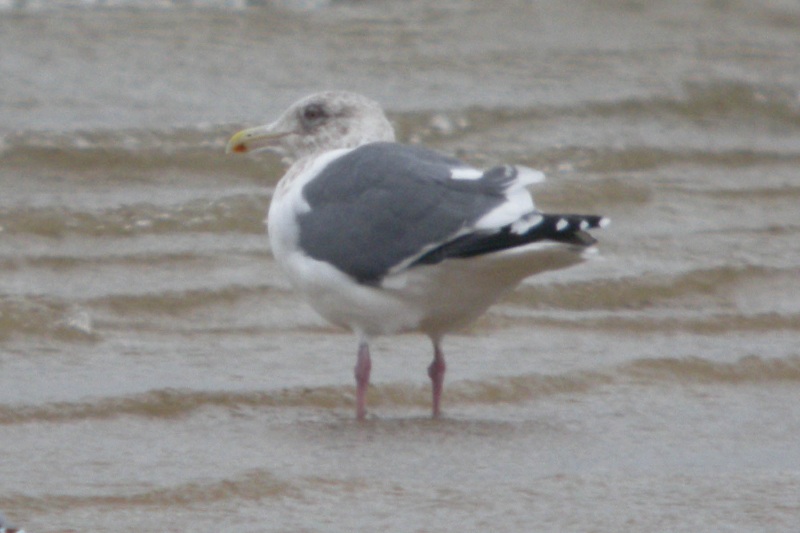 Slaty-backed Gull