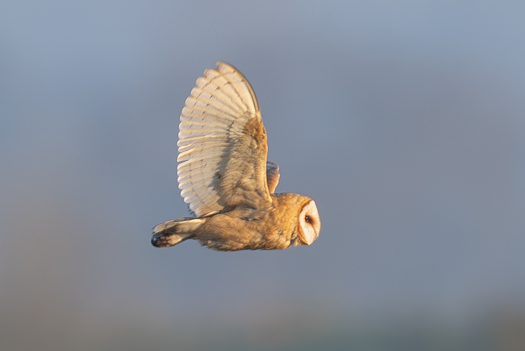 Dark-breasted Barn Owl