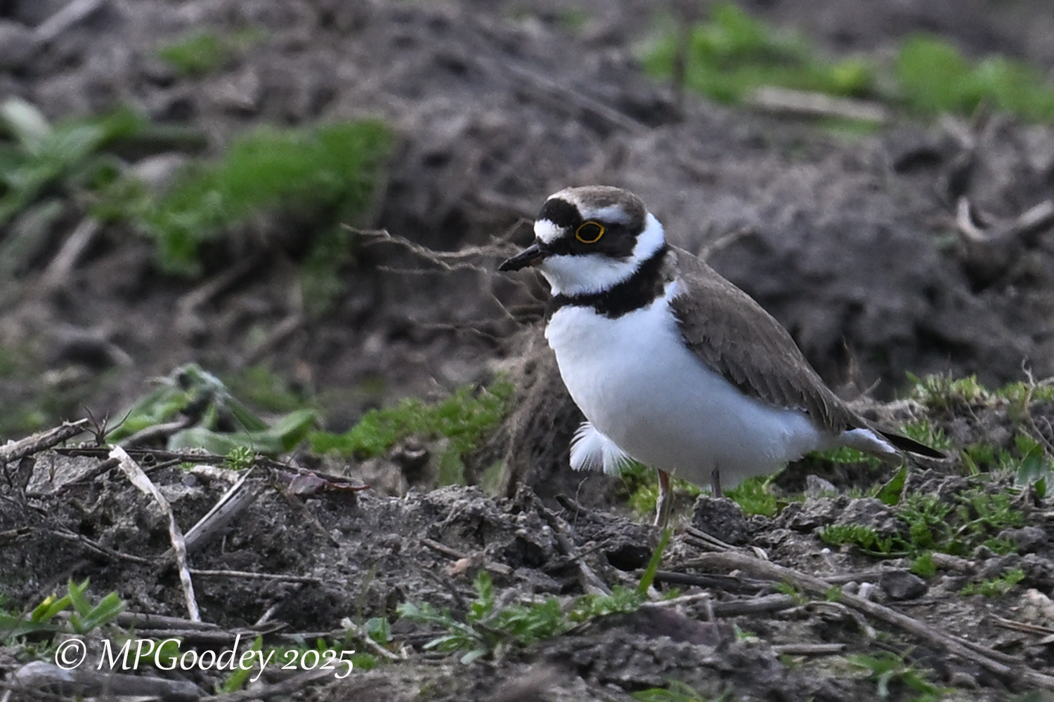Little Ringed Plover