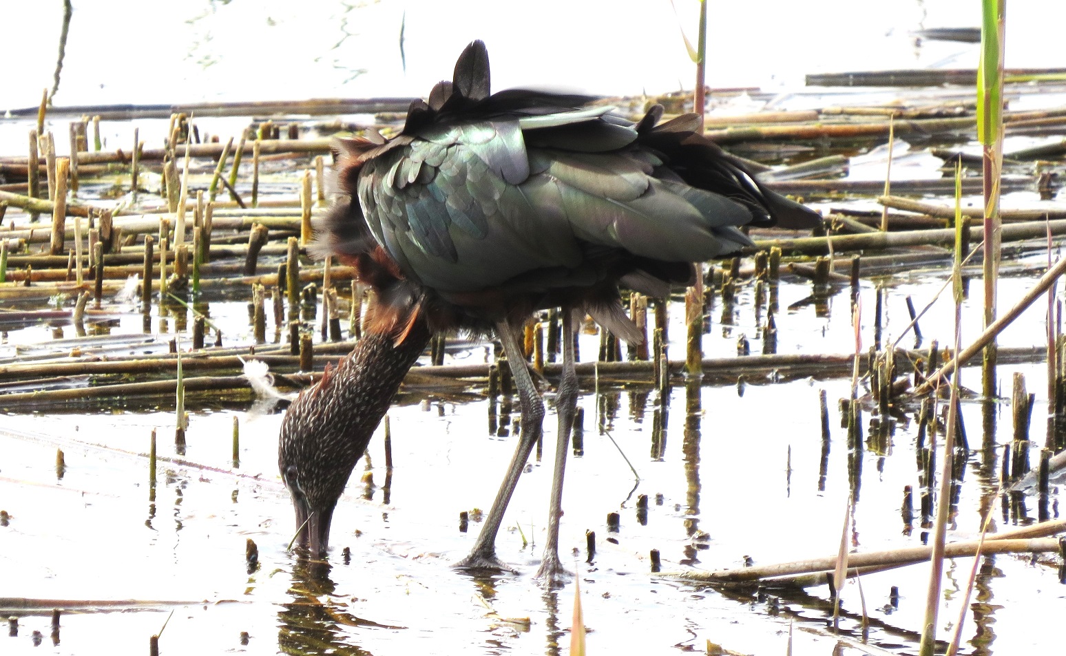 Glossy Ibis