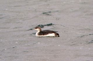 Black-throated Diver