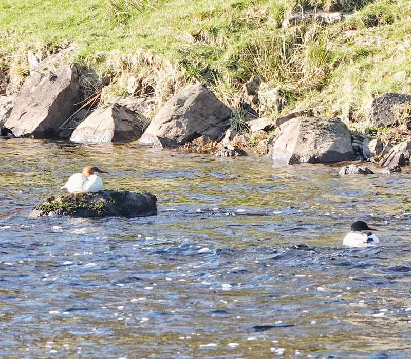Goosander