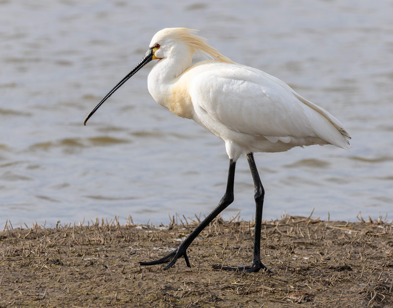 Spoonbill