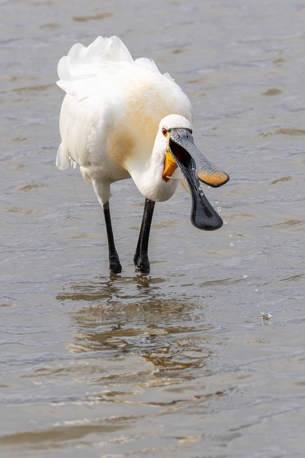 Spoonbill