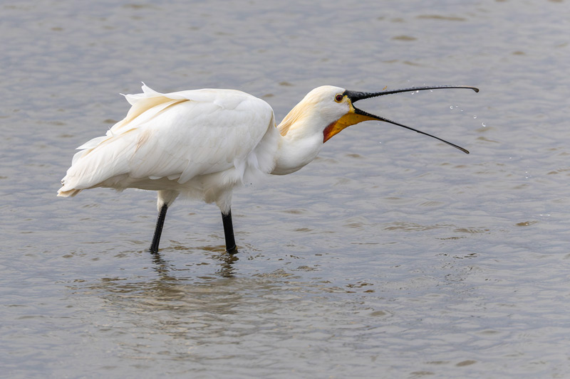 Spoonbill