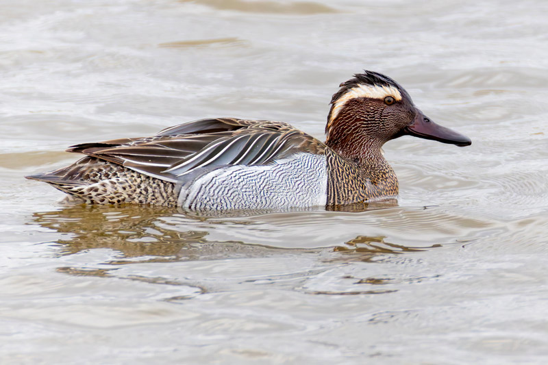 Garganey