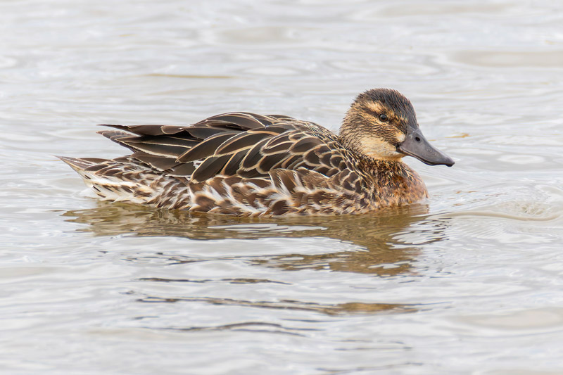 Garganey