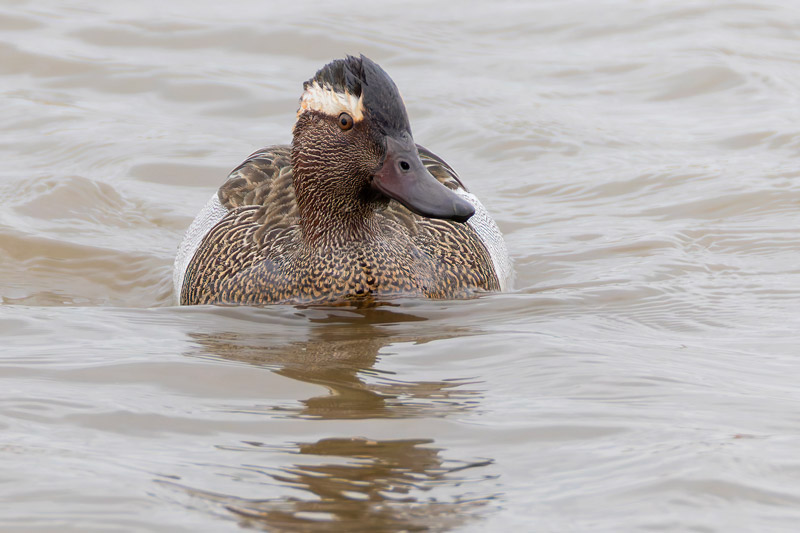 Garganey