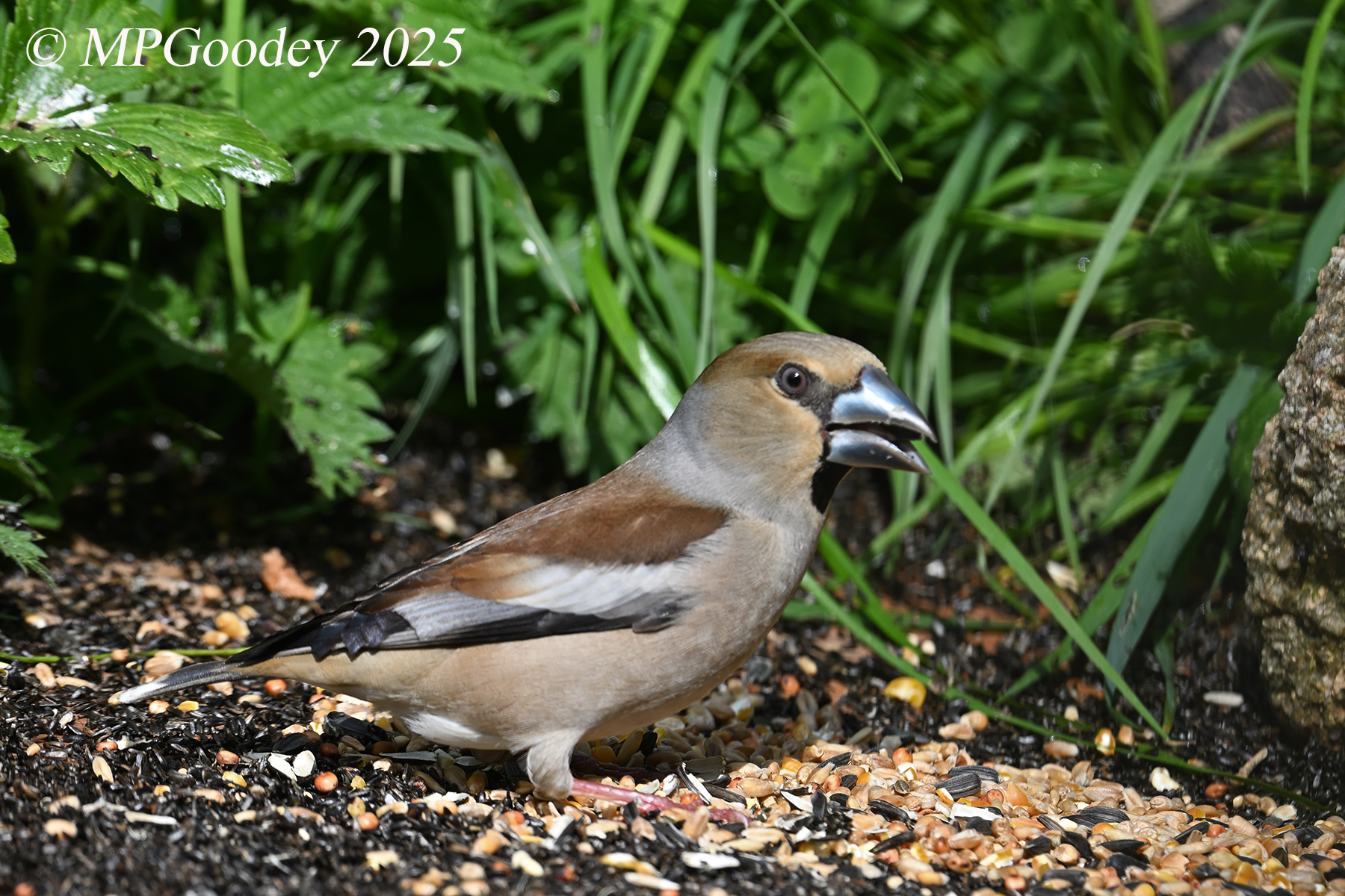 Hawfinch