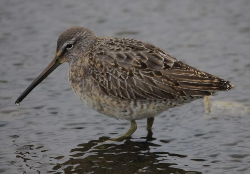 Long-billed Dowitcher