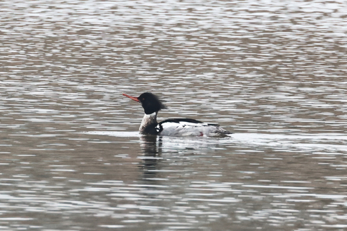 Red-breasted Merganser