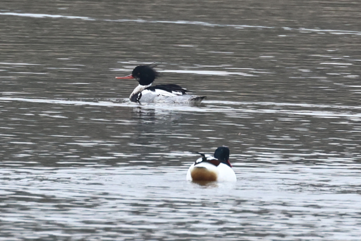 Red-breasted Merganser