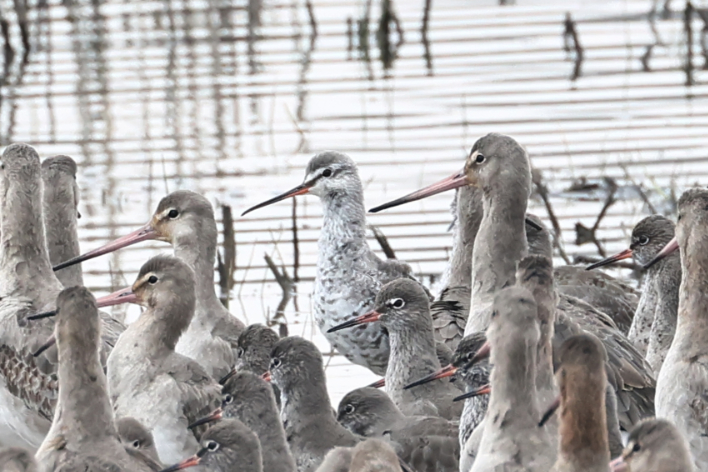 Spotted Redshank