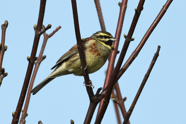 Cirl Bunting
