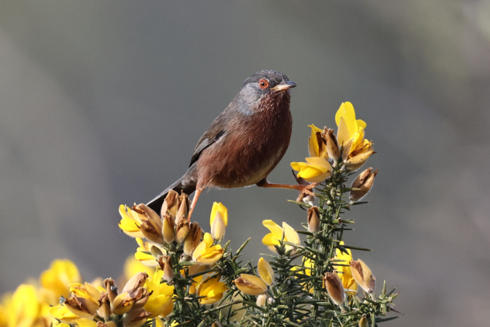 Dartford Warbler