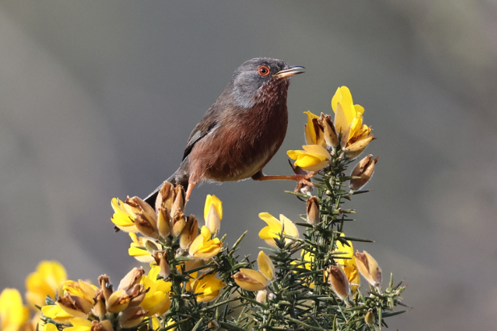 Dartford Warbler