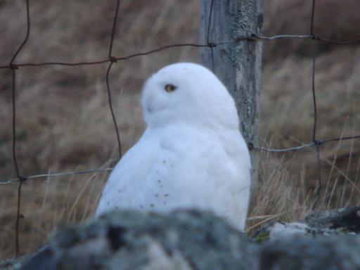 Snowy Owl