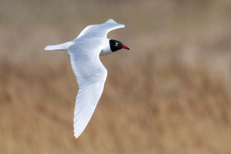 Mediterranean Gull