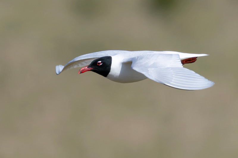 Mediterranean Gull