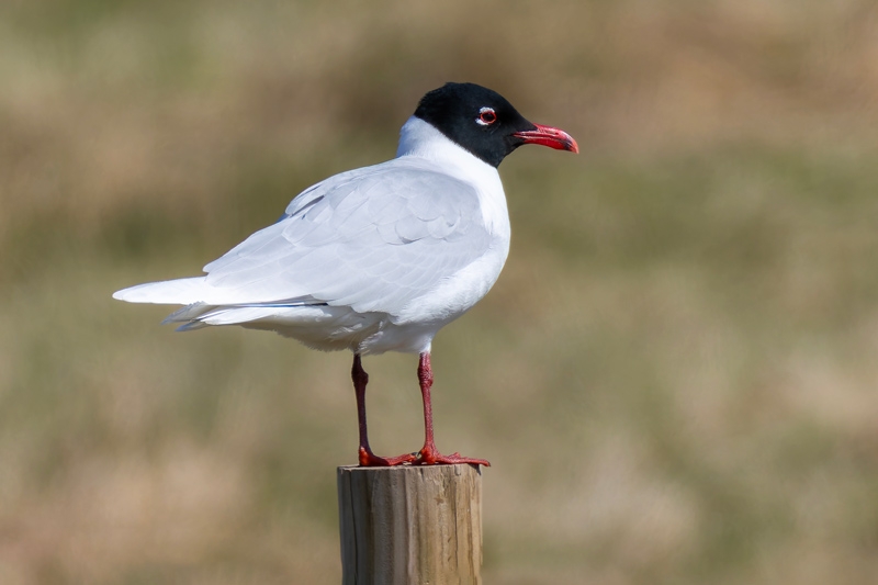 Mediterranean Gull