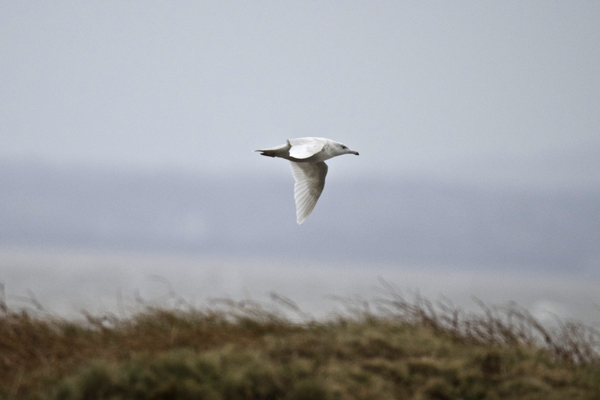 Glaucous Gull