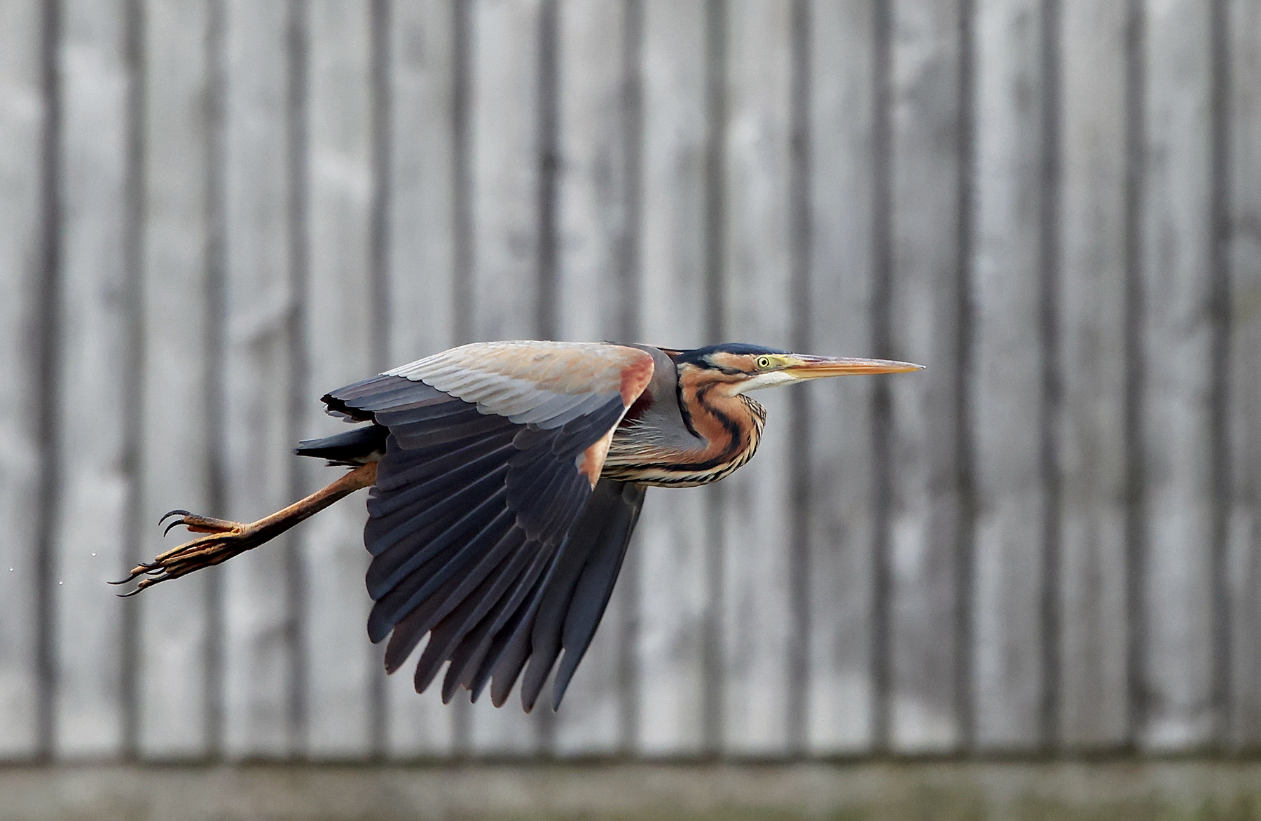 Purple Heron