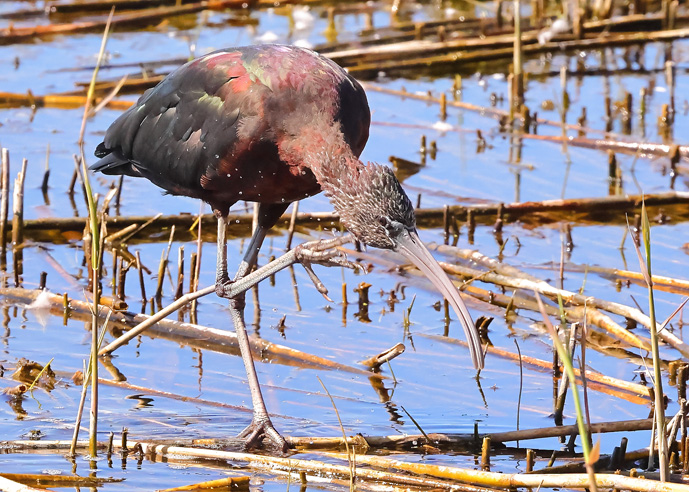 Glossy Ibis