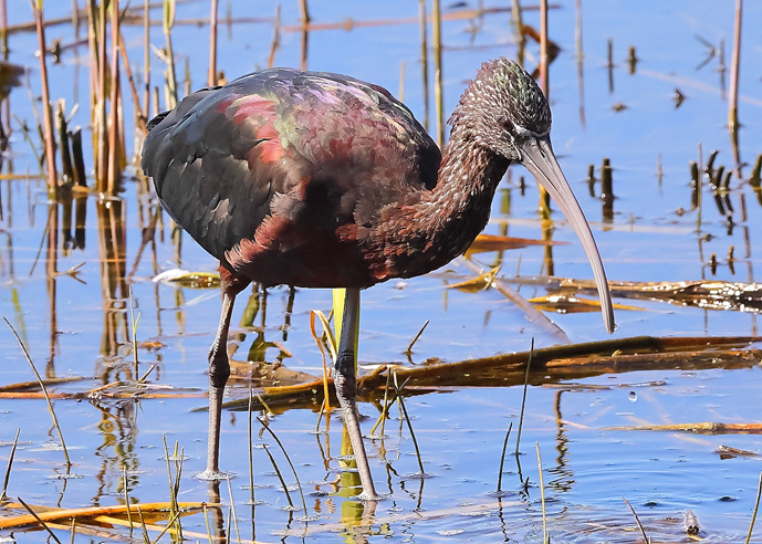 Glossy Ibis