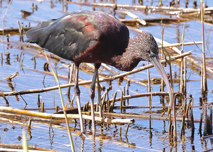 Glossy Ibis