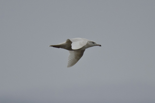 Glaucous Gull