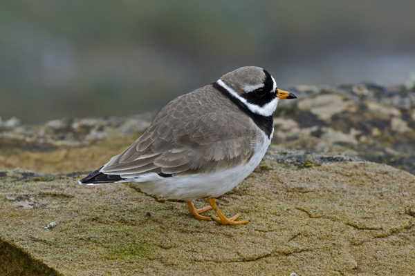 Ringed Plover