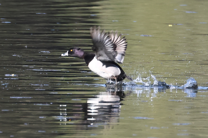 Ring-necked Duck