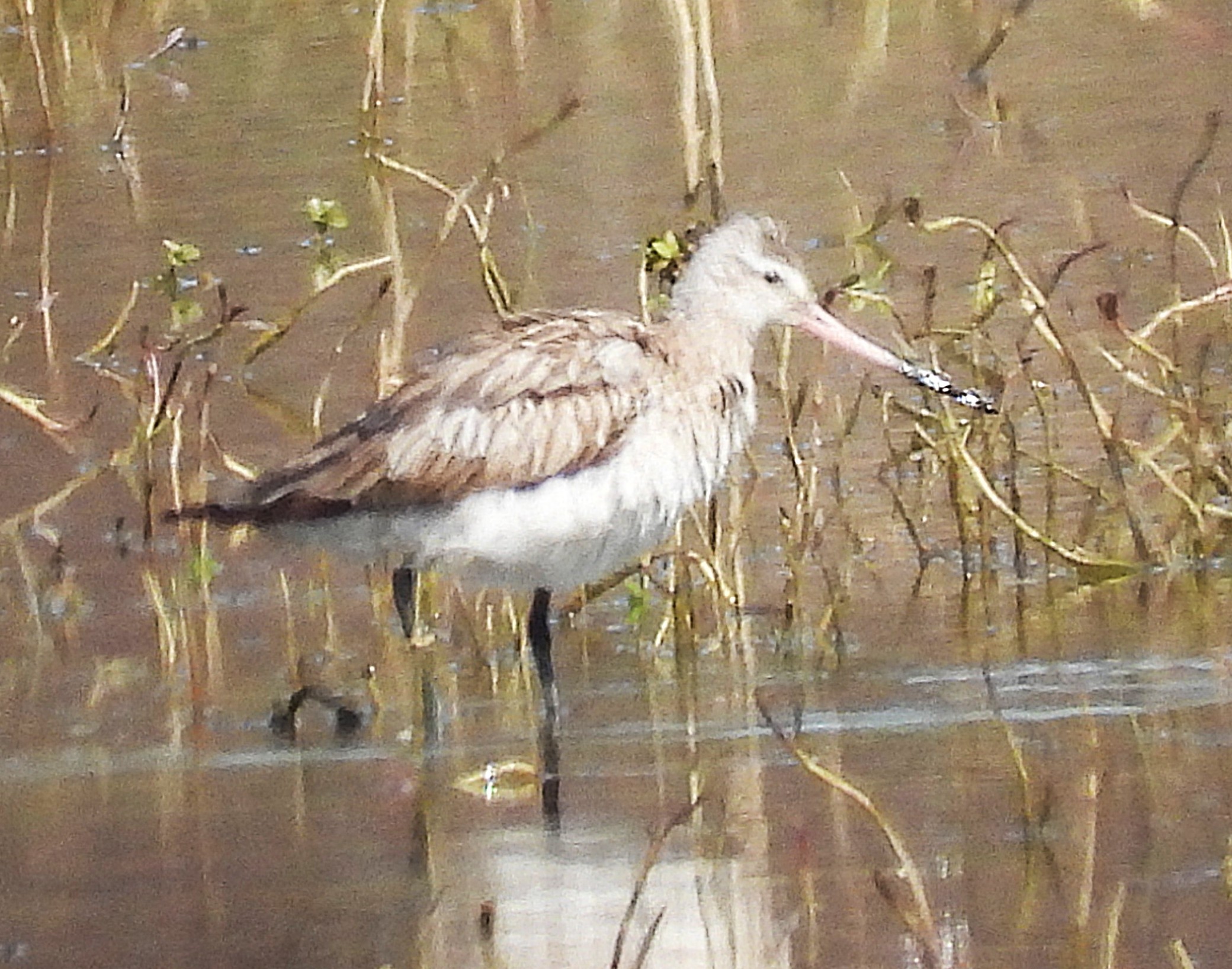 Bar-tailed Godwit
