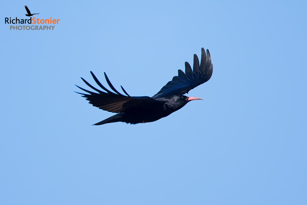 Chough