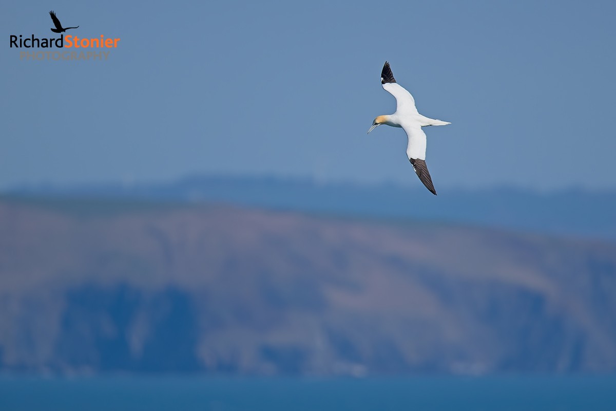 Gannet