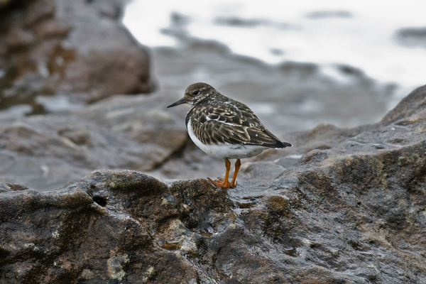 Turnstone