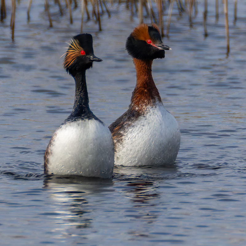 Slavonian Grebe