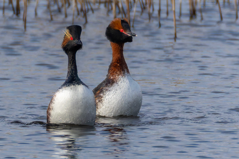 Slavonian Grebe