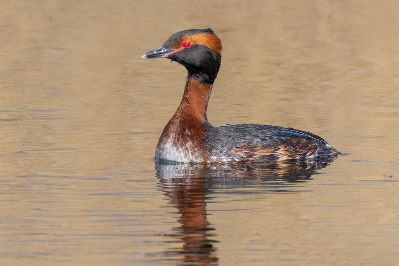 Slavonian Grebe