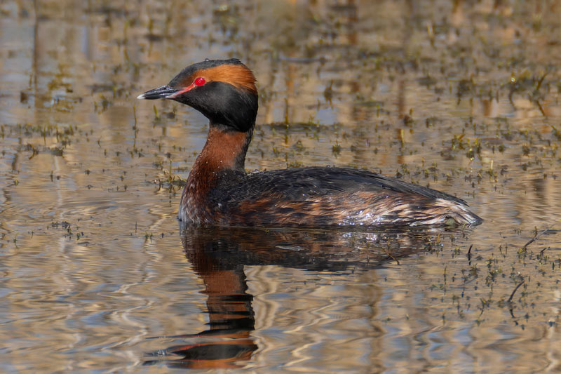 Slavonian Grebe