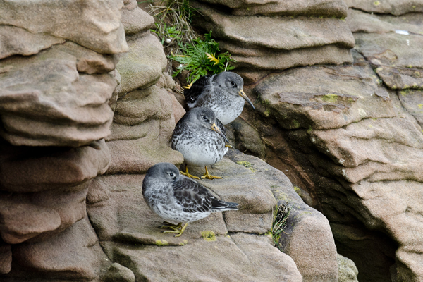 Purple Sandpiper