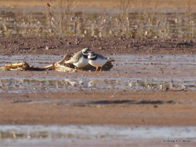 Ringed Plover