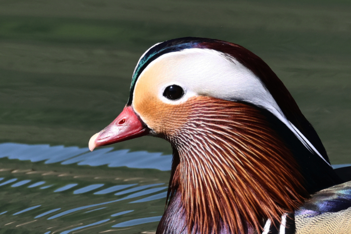 Mandarin Duck